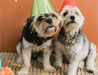 Pet Birthday Celebrations